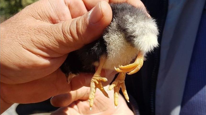 Yumurtadan &Uuml;&ccedil; Ayaklı Civciv &Ccedil;ıktı