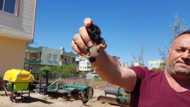 Yumurtadan &Uuml;&ccedil; Ayaklı Civciv &Ccedil;ıktı 1