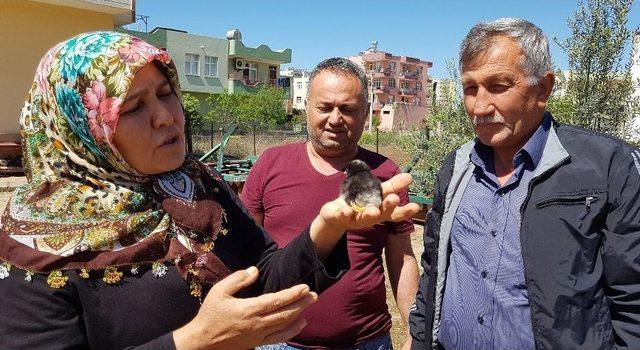 Yumurtadan &Uuml;&ccedil; Ayaklı Civciv &Ccedil;ıktı 2