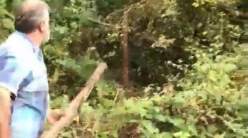 Kapana Yakalanan Yaralı Ayıya Taş Ve Sopa Attılar