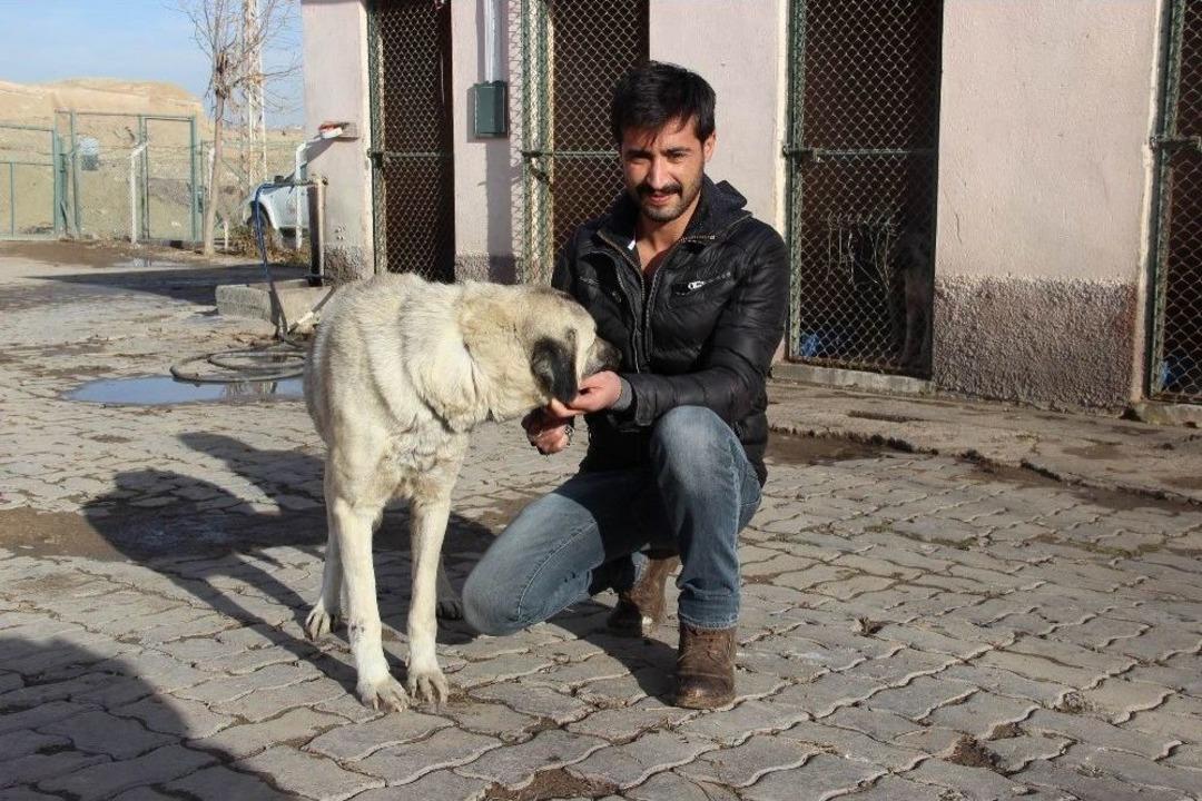 İşkenceye Uğrayan K&ouml;pek Hayata D&ouml;nd&uuml;