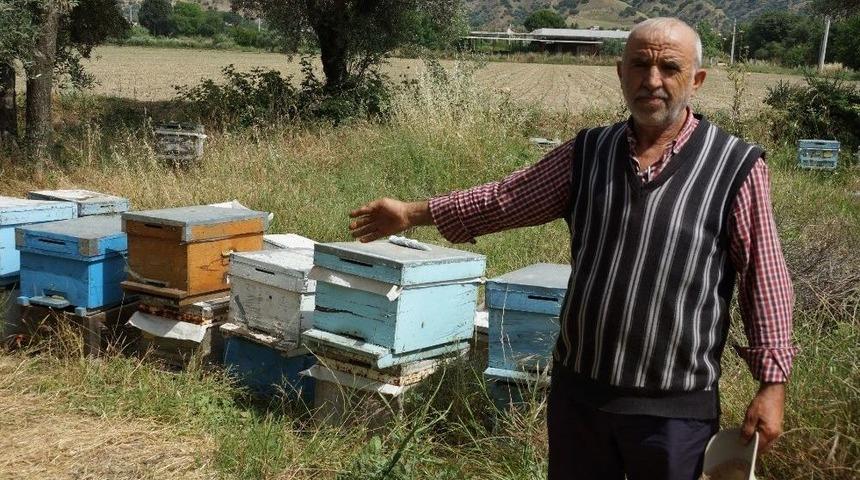 Arıları &Ouml;len Vatandaşa Kovan Desteği