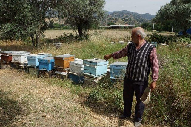 Arıları Ölen Vatandaşa Kovan Desteği