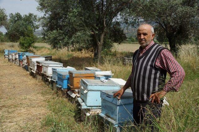 Arıları Ölen Vatandaşa Kovan Desteği