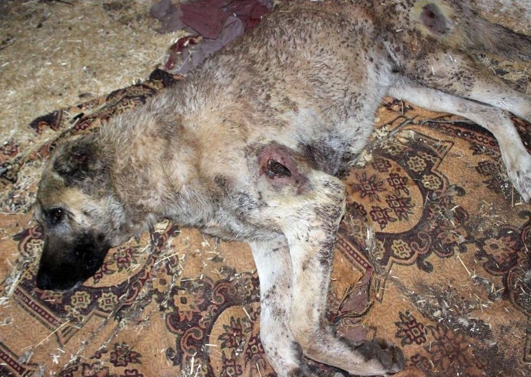 Silahla Vurulmuş K&ouml;peğe G&ouml;z&uuml; Gibi Bakıyor