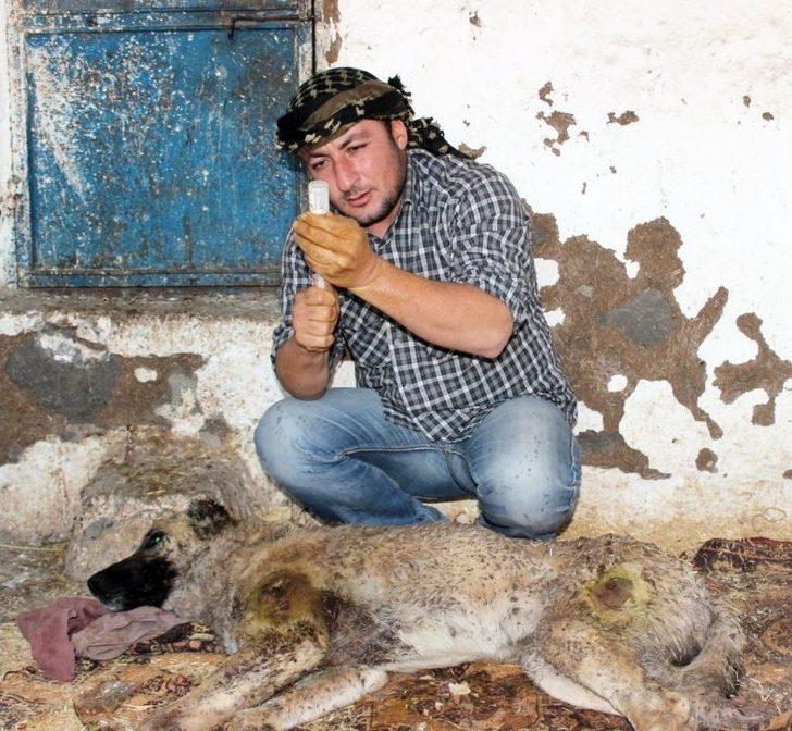 Silahla Vurulmuş Köpeğe Gözü Gibi Bakıyor G1