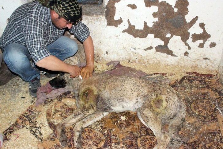 Silahla Vurulmuş Köpeğe Gözü Gibi Bakıyor G2