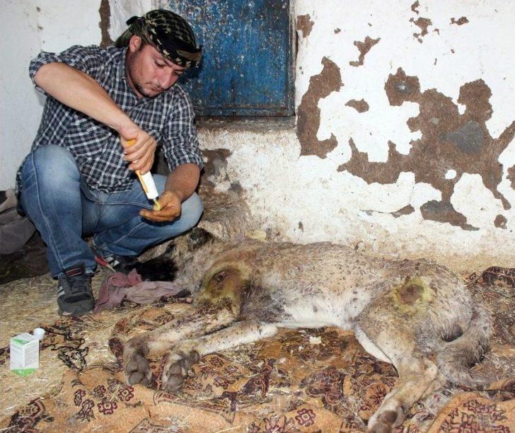 Silahla Vurulmuş Köpeğe Gözü Gibi Bakıyor G3