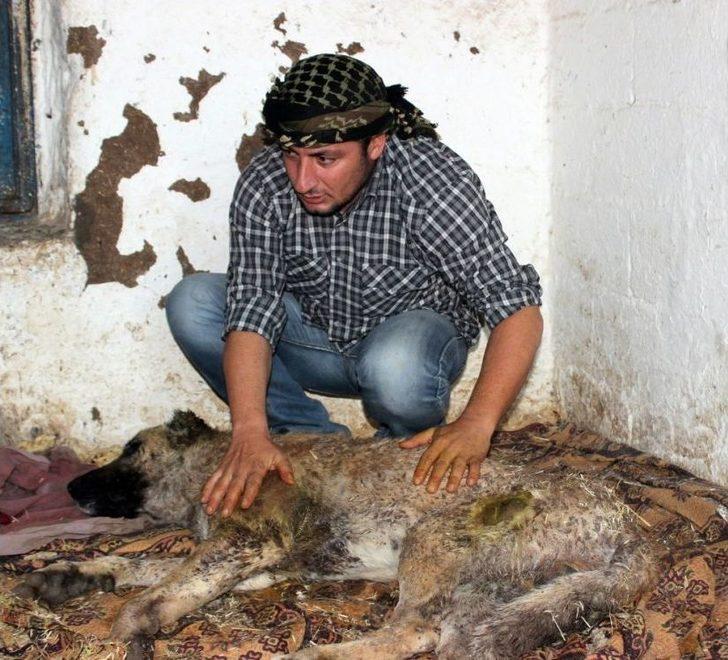 Silahla Vurulmuş Köpeğe Gözü Gibi Bakıyor G4