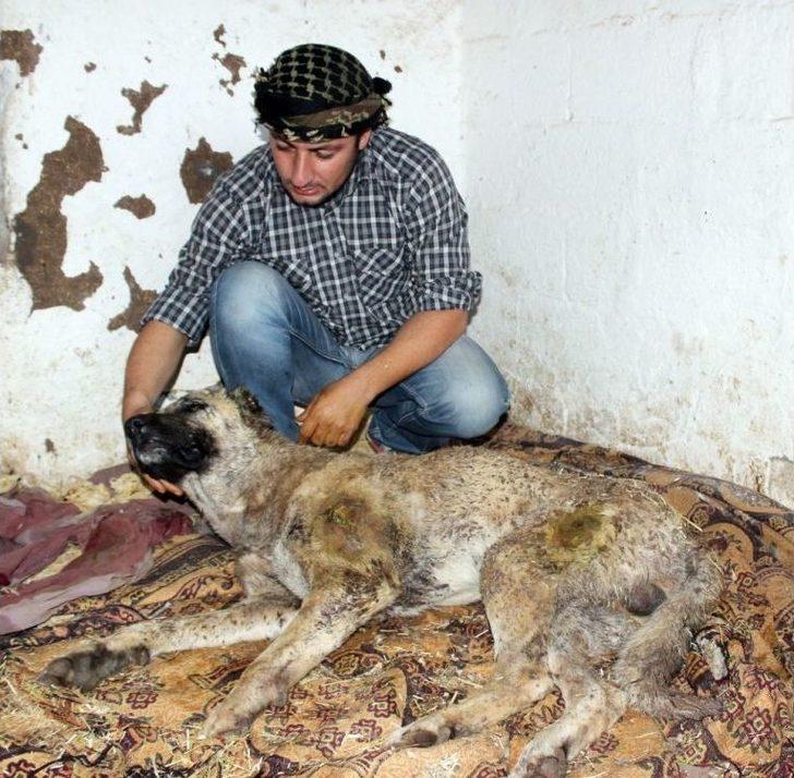 Silahla Vurulmuş Köpeğe Gözü Gibi Bakıyor G5