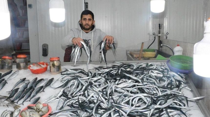 Sinop’ta Hamsi 15 Lira