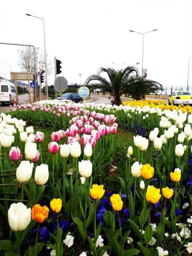 Trabzon Çiçek Bahçesine Döndü