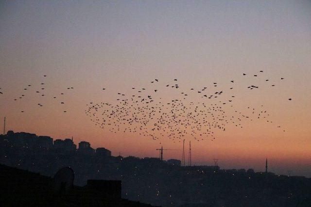 Yozgat’ta Sığırcık Kuşlarının Görsel Şöleni