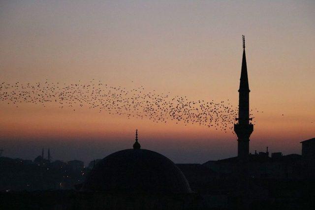 Yozgat’ta Sığırcık Kuşlarının Görsel Şöleni