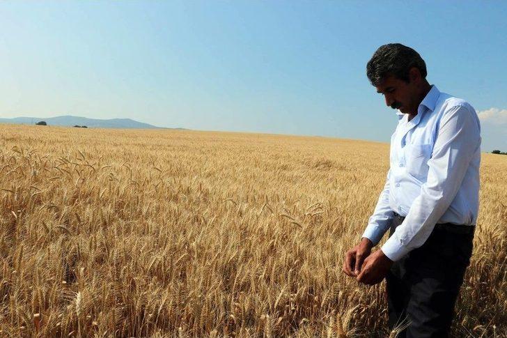 Hasadı Başlayan Buğday Çiftçiyi Mutlu Etmedi G1