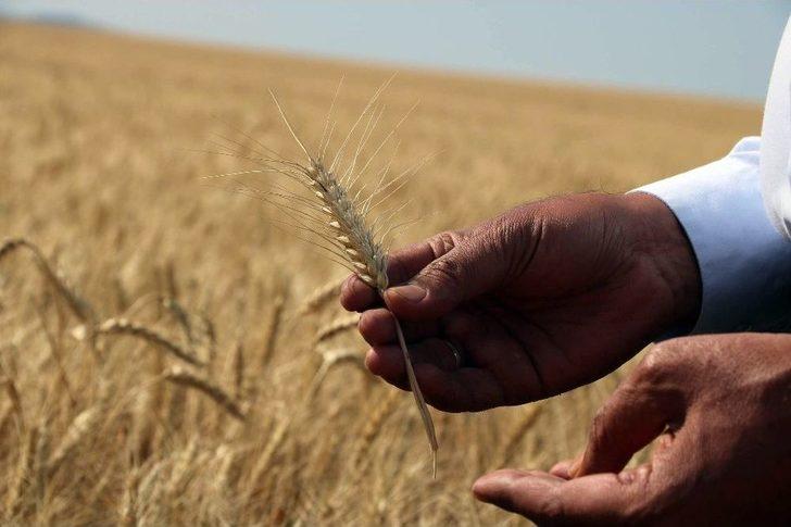 Hasadı Başlayan Buğday Çiftçiyi Mutlu Etmedi G2