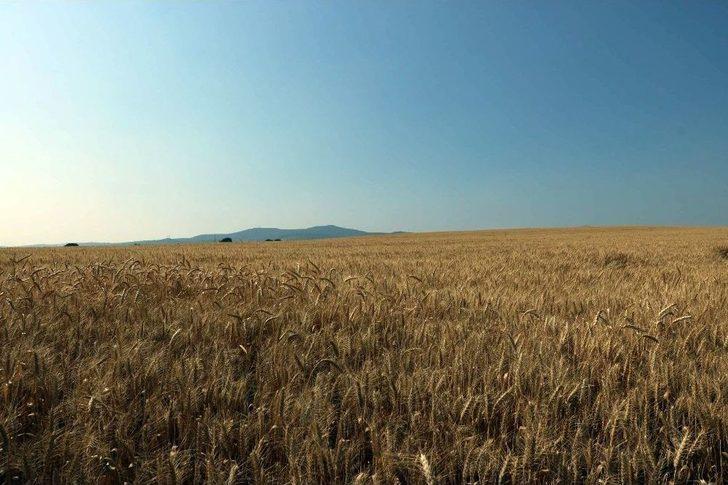 Hasadı Başlayan Buğday Çiftçiyi Mutlu Etmedi G3