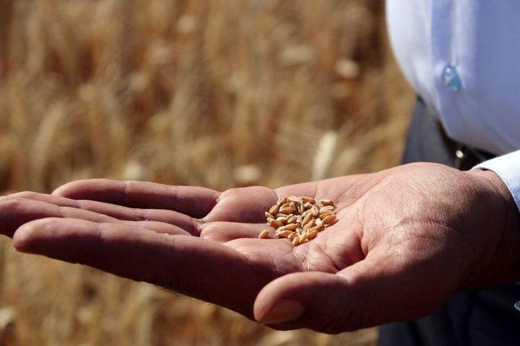 Hasadı Başlayan Buğday Çiftçiyi Mutlu Etmedi G4