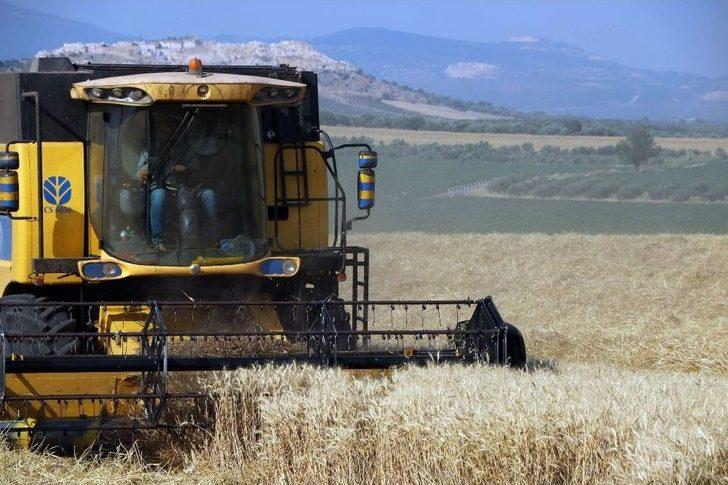 Hasadı Başlayan Buğday Çiftçiyi Mutlu Etmedi G5