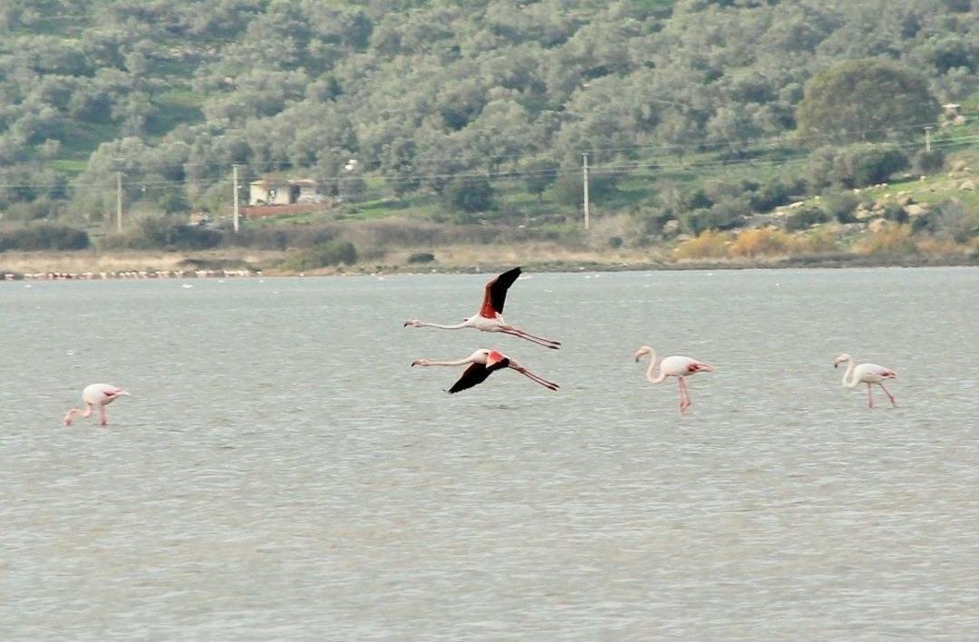 Flamingolar Bodrum&rsquo;a Akın Etti