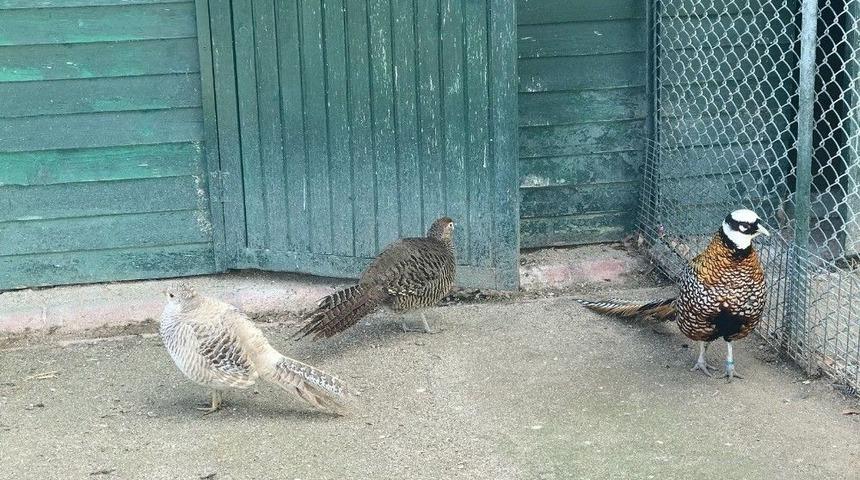 Derbent&rsquo;e S&uuml;l&uuml;n Yetiştirme Tesisi Kuruluyor