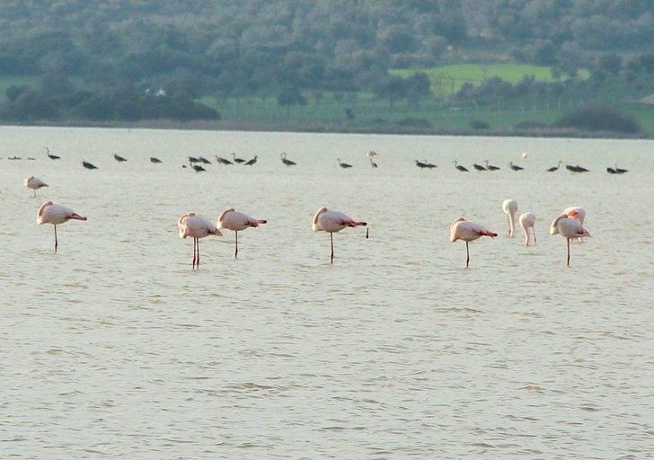 Flamingolar Bodrum’a Akın Etti G1