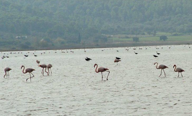 Flamingolar Bodrum’a Akın Etti G2