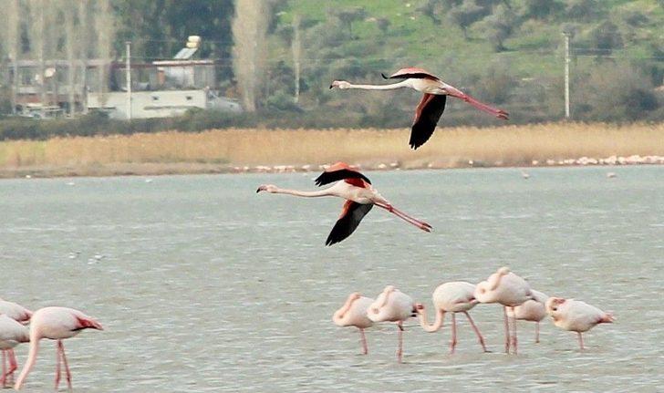 Flamingolar Bodrum’a Akın Etti G3