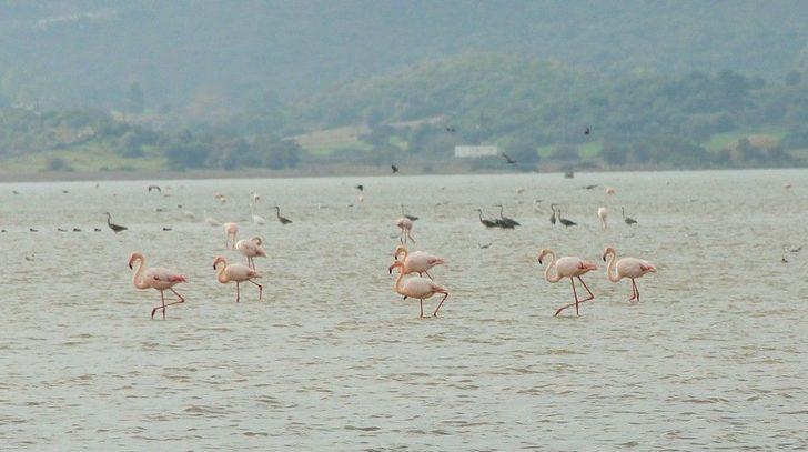 Flamingolar Bodrum’a Akın Etti G4