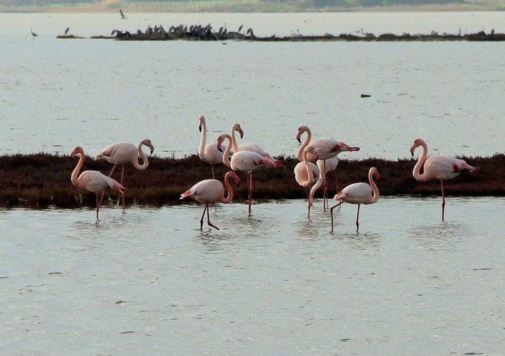 Flamingolar Bodrum’a Akın Etti G5