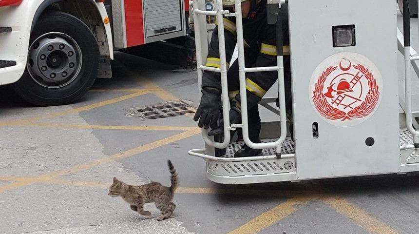 Ağa&ccedil;ta Mahsur Kalan Kediyi İtfaiye Kurtardı