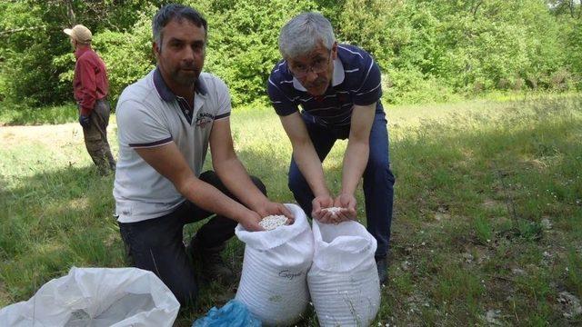 Kuru Fasulye Çeşitlerine Yönelik Demonstrasyon Kuruldu