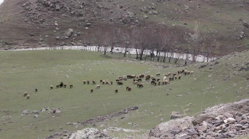 Ağrı&rsquo;da Hayvanlar Meraya &Ccedil;ıktı