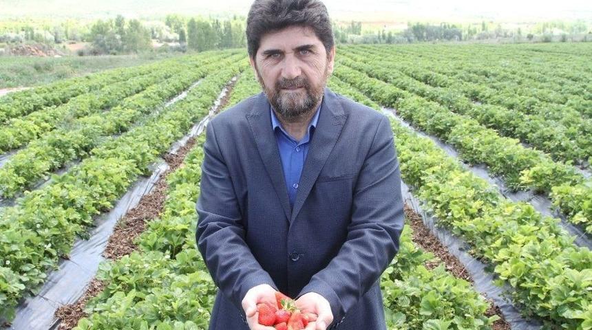 Derbent’te Çilek Hasadı Başlıyor