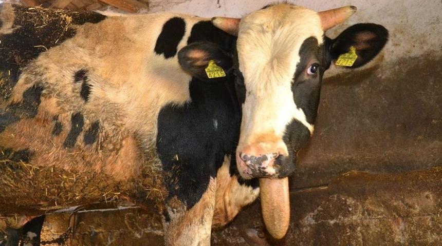 (&ouml;zel) &Ccedil;enesiz Dana G&ouml;renleri Şaşırtıyor