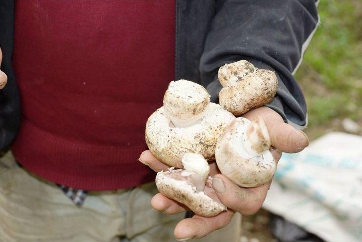 Aydın’da Yağışlardan Sonra Çıkan Mantarlar Vatandaşın Yüzünü Güldürdü G1