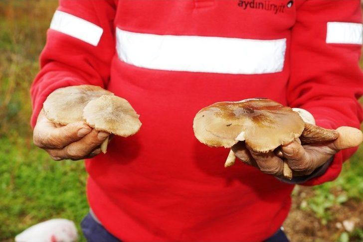 Aydın’da Yağışlardan Sonra Çıkan Mantarlar Vatandaşın Yüzünü Güldürdü G2