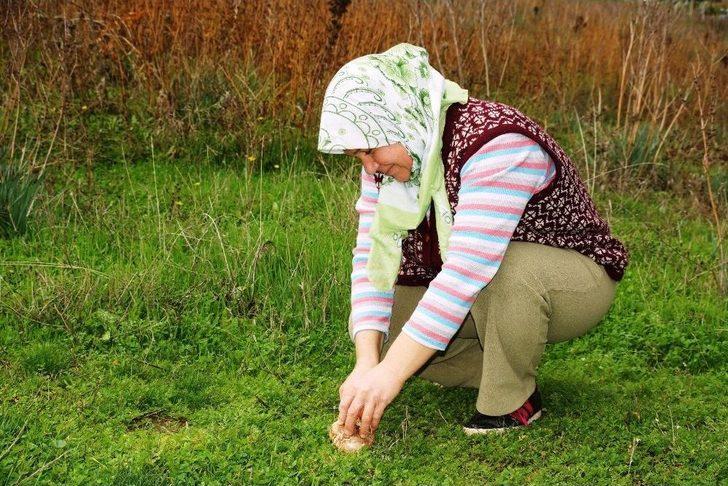 Aydın’da Yağışlardan Sonra Çıkan Mantarlar Vatandaşın Yüzünü Güldürdü G3