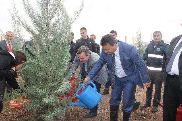 Siirt’te Hatıra Ormanına Bin 50 Ağaç Dikildi