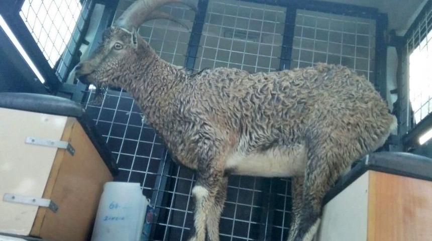 Yolunu Şaşırıp İlçeye İnen Dağ Keçisini Polisler Doğaya Bıraktı