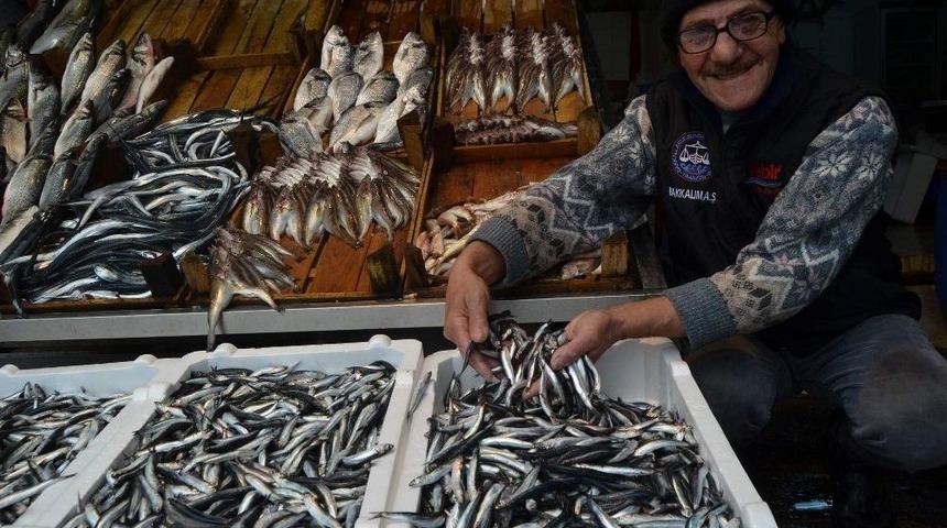 Hamsinin Fiyatı 4 G&uuml;nde 3 Kat Arttı