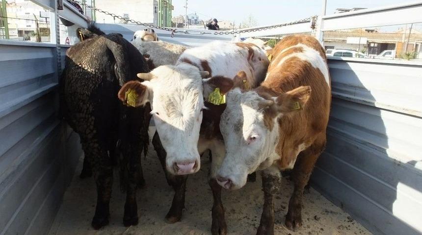 Kadın &Ccedil;ift&ccedil;ilerin Sayısı Artıyor