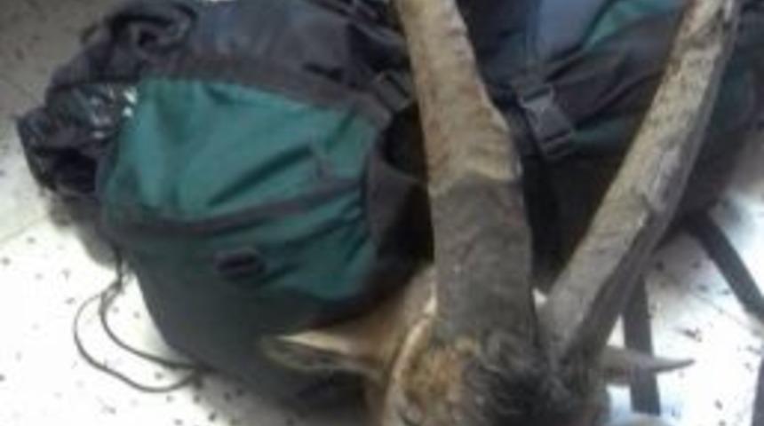 Koruma Altındaki Ke&ccedil;iyi Avlayanlara 13 Bin Lira Ceza Kesildi