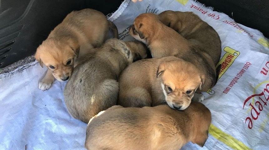 Yavru K&ouml;pekleri &Ccedil;uvalın İ&ccedil;ine Koyup &Ouml;l&uuml;me Terk Ettiler