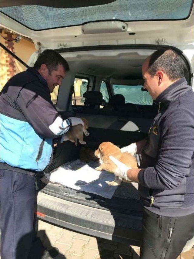 Yavru Köpekleri Çuvalın İçine Koyup Ölüme Terk Ettiler