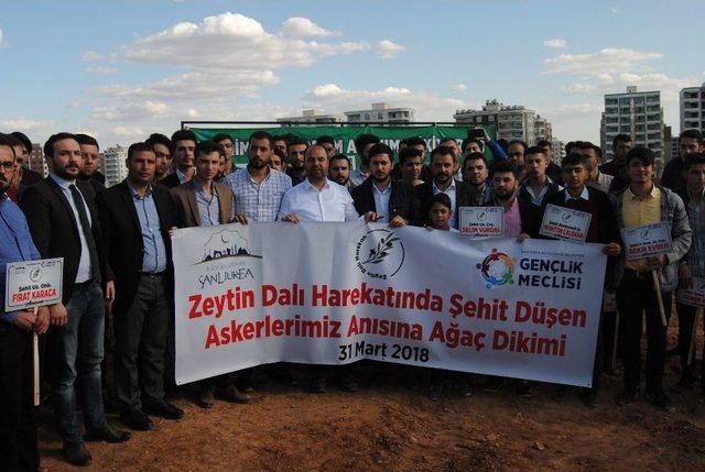 Afrin Şehitleri İçin Fidan Dikimi Yapıldı