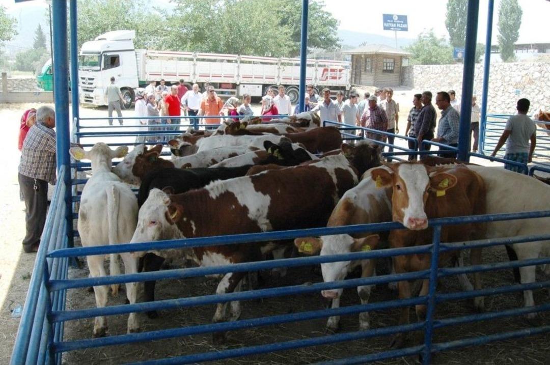 Milas&rsquo;ta 8 Gen&ccedil; &Ccedil;ift&ccedil;iye 48 B&uuml;y&uuml;kbaş Hayvan Verildi