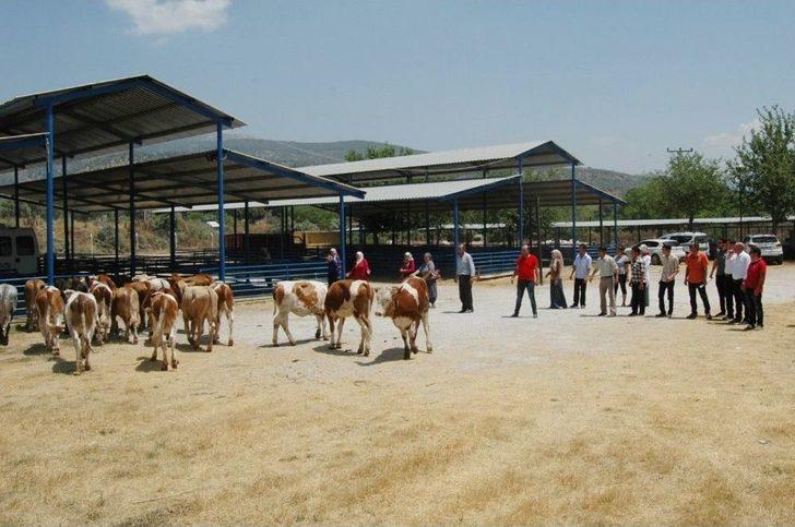 Milas’ta 8 Genç Çiftçiye 48 Büyükbaş Hayvan Verildi G3