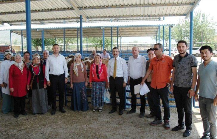 Milas’ta 8 Genç Çiftçiye 48 Büyükbaş Hayvan Verildi G4