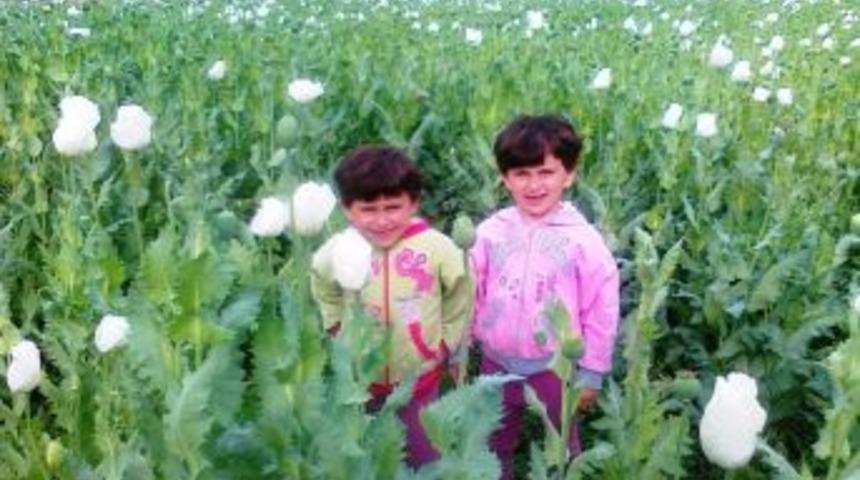 Hisarcık&rsquo;ta Haşhaş Kaps&uuml;l&uuml;nde Y&uuml;ksek Verim Beklentisi